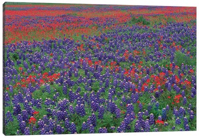 Sand Bluebonnet And Paintbrush Flowers, Hill Country, Texas I Canvas Art Print - Texas Art