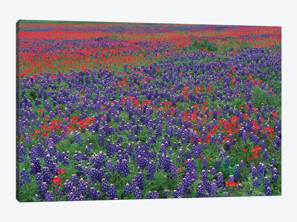 Sand Bluebonnet And Paintbrush Flowers, Hill Country, Texas I by Tim Fitzharris 1-piece Canvas Print