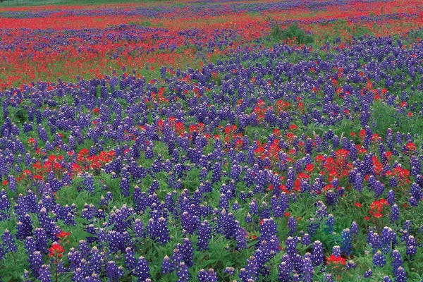 Tim Fitzharris: Sand Bluebonnet And Paintbrush Flowers, Hill Country, Texas I by Tim Fitzharris