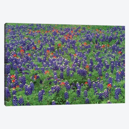 Sand Bluebonnet And Paintbrush Flowers, Hill Country, Texas II Canvas Print #TFI944} by Tim Fitzharris Canvas Wall Art