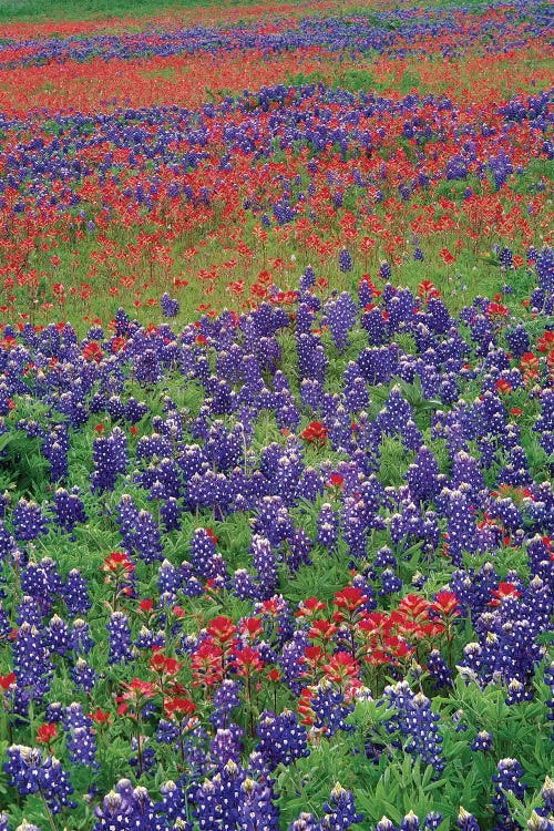 Sand Bluebonnet And Paintbrush Flowers, Hill Country, Texas III