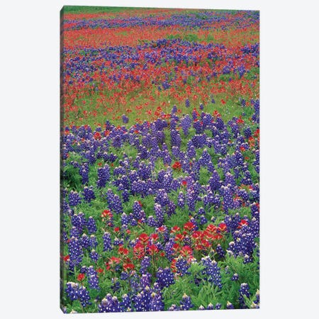 Sand Bluebonnet And Paintbrush Flowers, Hill Country, Texas III Canvas Print #TFI945} by Tim Fitzharris Canvas Art