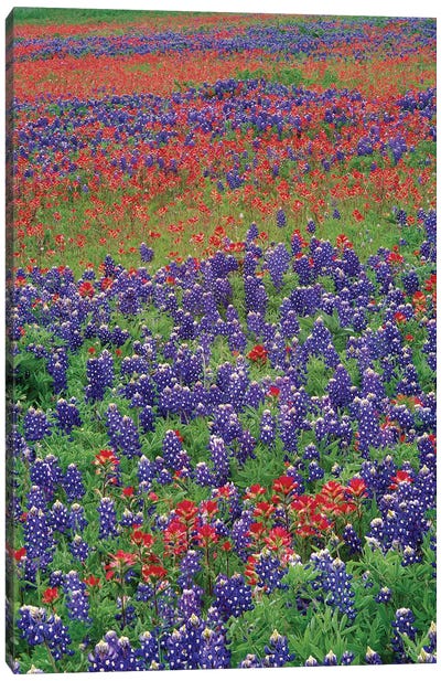 Sand Bluebonnet And Paintbrush Flowers, Hill Country, Texas III Canvas Art Print - Bluebonnet Art