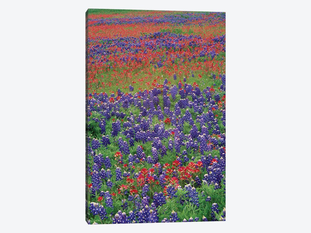 Sand Bluebonnet And Paintbrush Flowers, Hill Country, Texas III by Tim Fitzharris 1-piece Canvas Art Print