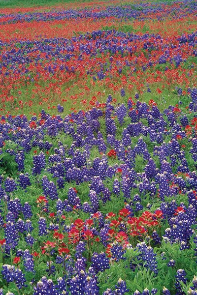 Bluebonnets: Sand Bluebonnet And Paintbrush Flowers, Hill Country, Texas III by Tim Fitzharris