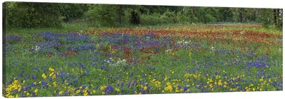 Sand Bluebonnet, Drummond's Phlox And Tickseed, Fort Parker State Park, Texas I Canvas Art Print - Country Scenic Photography
