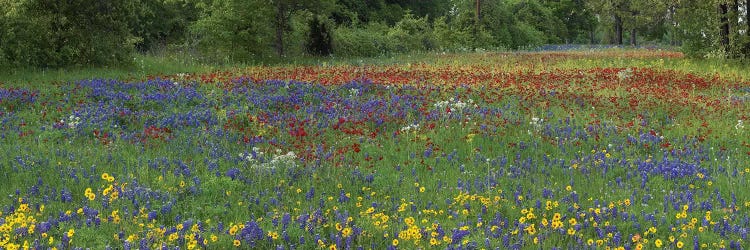 Sand Bluebonnet, Drummond's Phlox And Tickseed, Fort Parker State Park, Texas I