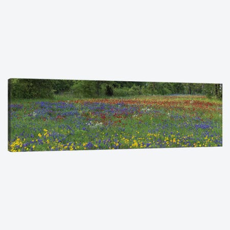 Sand Bluebonnet, Drummond's Phlox And Tickseed, Fort Parker State Park, Texas I Canvas Print #TFI947} by Tim Fitzharris Canvas Art