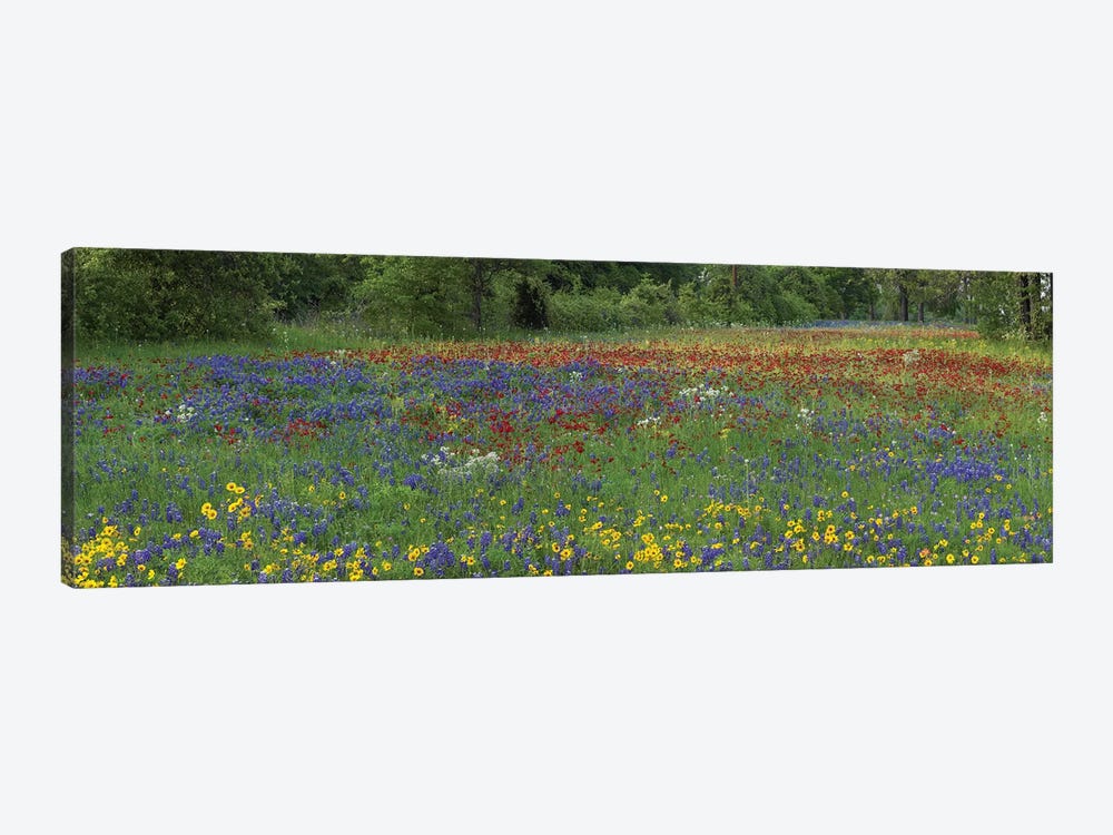 Sand Bluebonnet, Drummond's Phlox And Tickseed, Fort Parker State Park, Texas I by Tim Fitzharris 1-piece Canvas Print