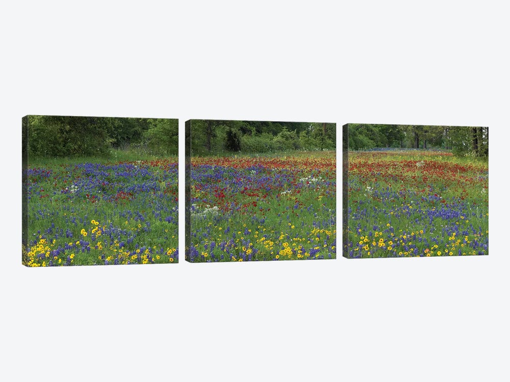 Sand Bluebonnet, Drummond's Phlox And Tickseed, Fort Parker State Park, Texas I by Tim Fitzharris 3-piece Canvas Art Print