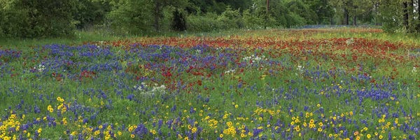 Minden Pictures: Sand Bluebonnet I, Drummond's Phlox And Tickseed, Fort Parker State Park, Texas I by Tim Fitzharris