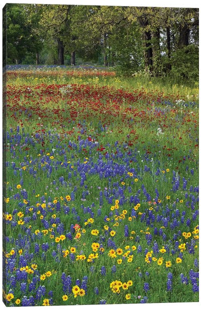 Sand Bluebonnet, Drummond's Phlox And Tickseed, Fort Parker State Park, Texas II Canvas Art Print - Country Scenic Photography
