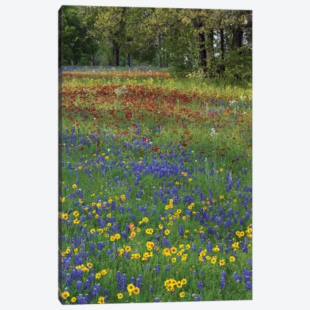 Sand Bluebonnet, Drummond's Phlox And Tickseed, Fort Parker State Park, Texas II Canvas Print #TFI948} by Tim Fitzharris Canvas Art Print