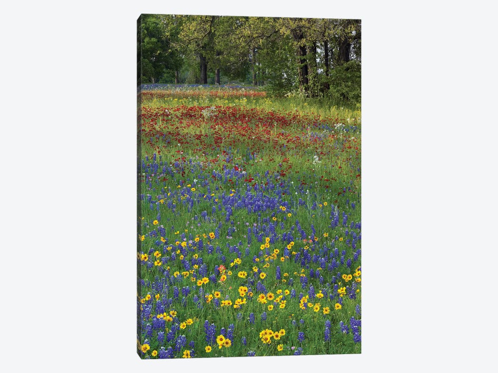 Sand Bluebonnet, Drummond's Phlox And Tickseed, Fort Parker State Park, Texas II by Tim Fitzharris 1-piece Canvas Art