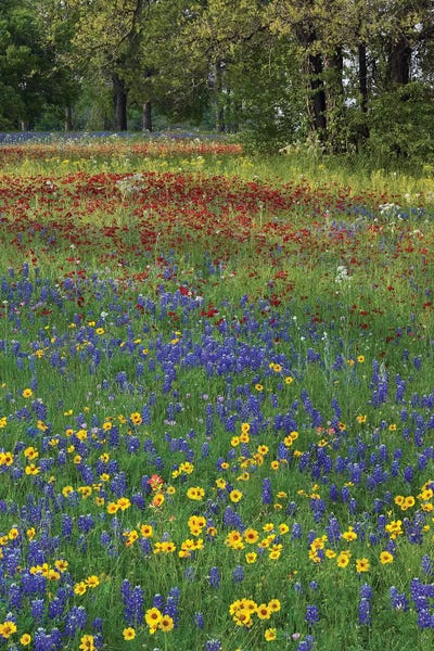 Minden Pictures: Sand Bluebonnet II, Drummond's Phlox And Tickseed, Fort Parker State Park, Texas II by Tim Fitzharris