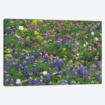 Sand Bluebonnet, Pointed Phlox, And Squaw-Weed, White Prickly Poppy Canvas Print #TFI949} by Tim Fitzharris Art Print