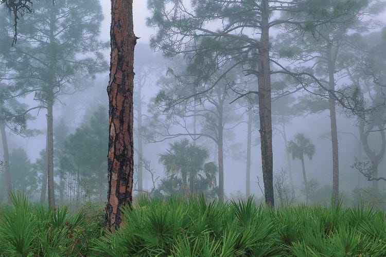 Saw Palmetto And Pine In Fog, Near Estero River, Florida Trees