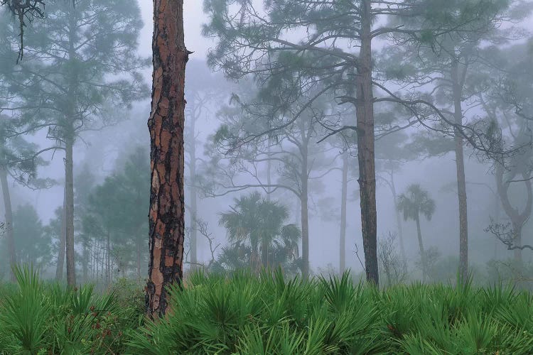 Saw Palmetto And Pine In Fog, Near Estero River, Florida Trees by Tim Fitzharris wall art