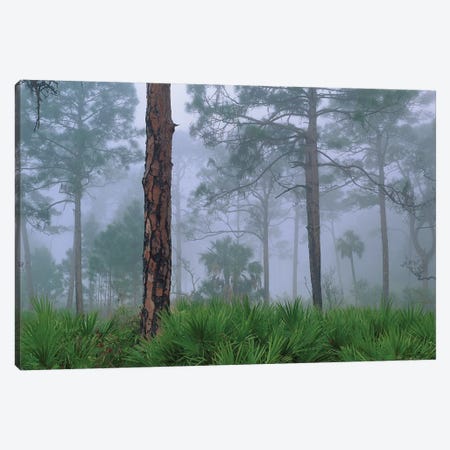 Saw Palmetto And Pine In Fog, Near Estero River, Florida Trees Canvas Print #TFI973} by Tim Fitzharris Canvas Art