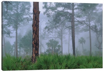 Saw Palmetto And Pine In Fog, Near Estero River, Florida Trees Canvas Art Print - Evergreen Tree Art