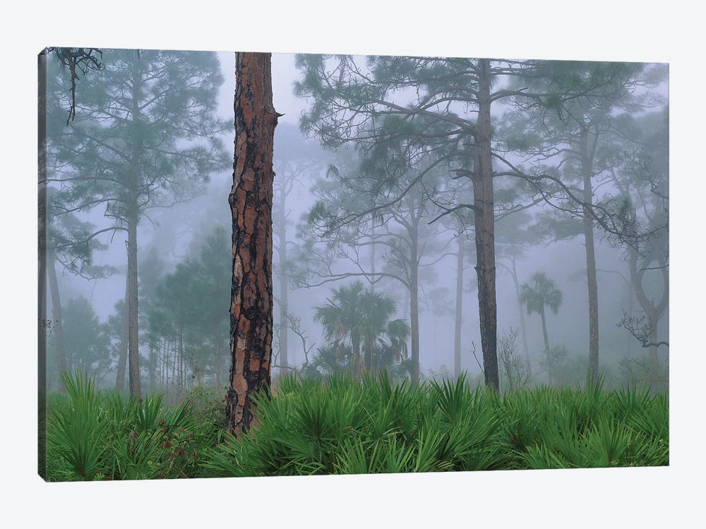 Saw Palmetto And Pine In Fog, Near Estero River, Florida Trees by Tim Fitzharris 1-piece Canvas Art