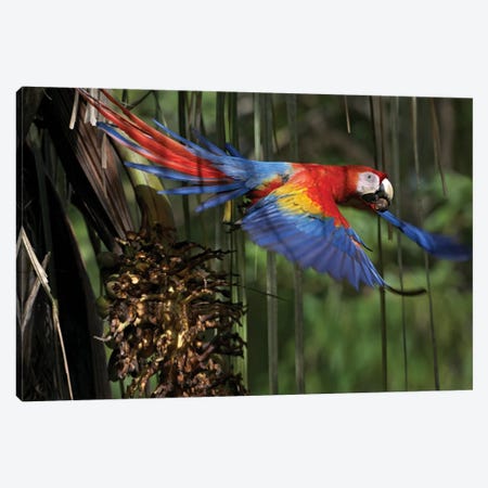 Scarlet Macaw Flying With Palm Nut, Costa Rica Canvas Print #TFI975} by Tim Fitzharris Canvas Art Print