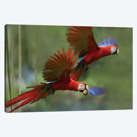 Scarlet Macaw Pair Flying With Palm Fruit, Costa Rica Canvas Print #TFI976} by Tim Fitzharris Canvas Print