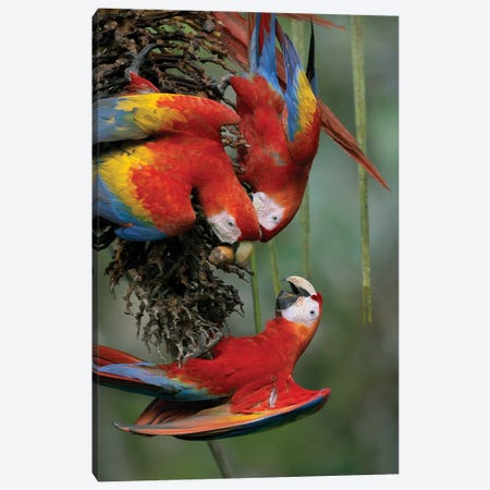 Scarlet Macaw Trio Feeding On Palm Fruits, Costa Rica Canvas Print #TFI978} by Tim Fitzharris Canvas Wall Art