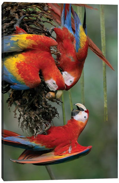 Scarlet Macaw Trio Feeding On Palm Fruits, Costa Rica Canvas Art Print