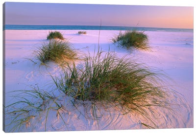 Sea Oats Growing On Beach, Santa Rosa Island, Gulf Islands National Seashore, Florida Canvas Art Print - Coastal Sand Dune Art