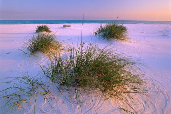 Florida: Sea Oats Growing On Beach, Santa Rosa Island, Gulf Islands National Seashore, Florida by Tim Fitzharris
