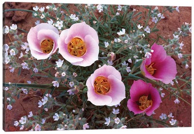 Sego Lily Group, State Flower Of Utah With Bulbous Edible Root, Canyonlands National Park, Utah Canvas Art Print - Tim Fitzharris
