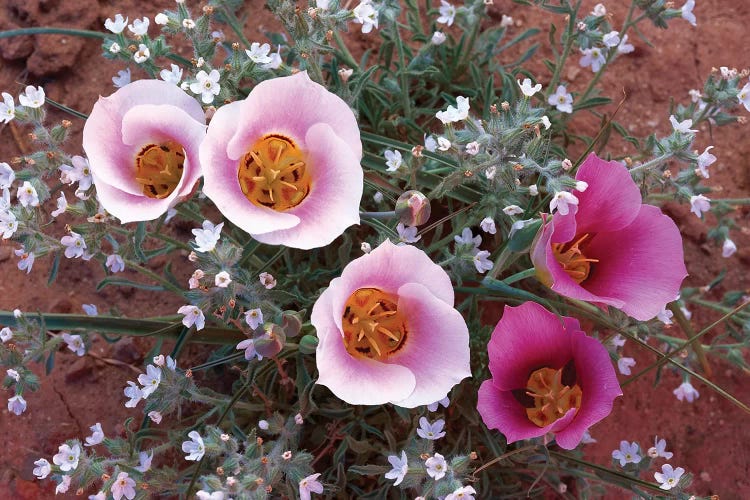 Sego Lily Group, State Flower Of Utah With Bulbous Edible Root, Canyonlands National Park, Utah