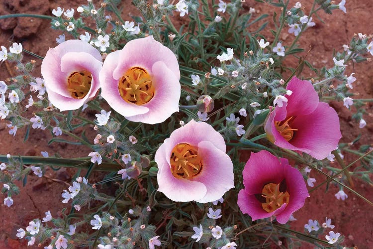 Sego Lily Group, State Flower Of Utah With Bulbous Edible Root, Canyonlands National Park, Utah by Tim Fitzharris wall art
