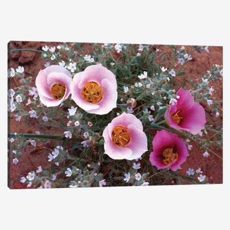 Sego Lily Group, State Flower Of Utah With Bulbous Edible Root, Canyonlands National Park, Utah Canvas Print #TFI989} by Tim Fitzharris Art Print