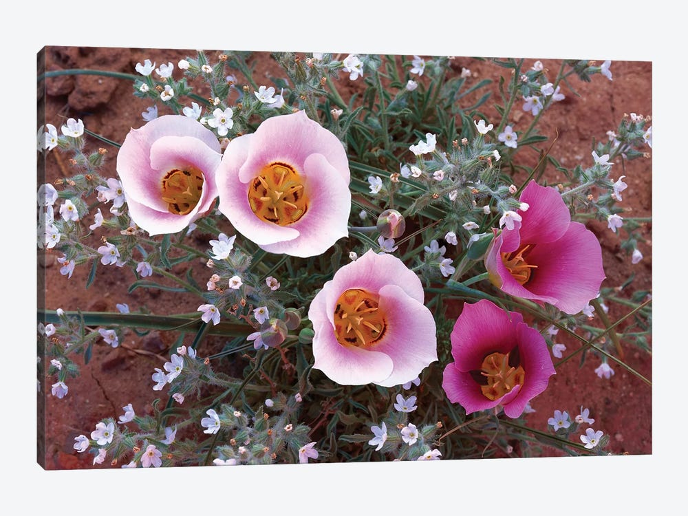 Sego Lily Group, State Flower Of Utah With Bulbous Edible Root, Canyonlands National Park, Utah by Tim Fitzharris 1-piece Art Print