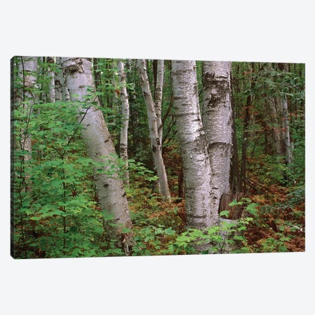Birch Forest, Pictured Rocks National Lakeshore, Michigan Canvas Print #TFI98} by Tim Fitzharris Art Print