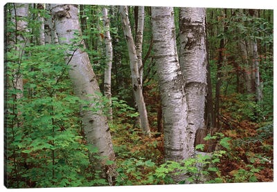 Birch Forest, Pictured Rocks National Lakeshore, Michigan Canvas Art Print - Tree Close-Up Art