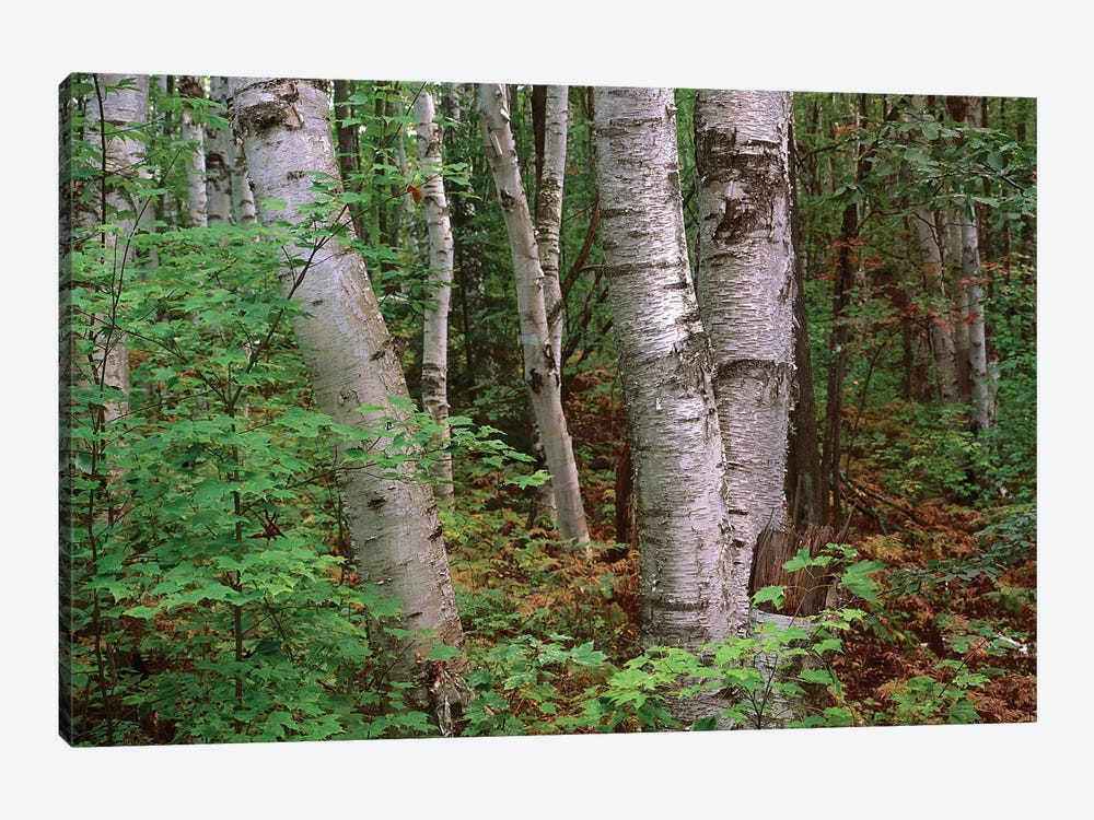 Birch Forest, Pictured Rocks National Lakeshore, Michigan by Tim Fitzharris 1-piece Canvas Print