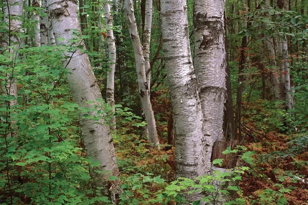 Michigan: Birch Forest, Pictured Rocks National Lakeshore, Michigan by Tim Fitzharris
