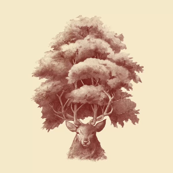 Terry Fan: Old Growth Square by Terry Fan