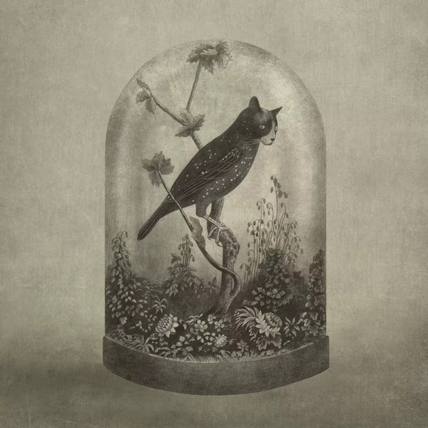 Children's Illustrations: The Curiosity Square by Terry Fan