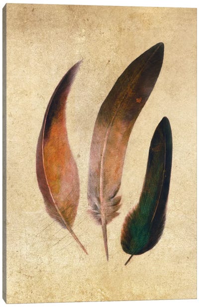 Three Feathers Canvas Art Print - Feather Art