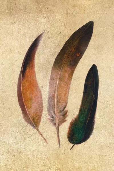 Feathers: Three Feathers by Terry Fan