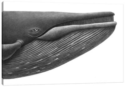 Blue Whale Study Canvas Art Print - Animal Illustrations