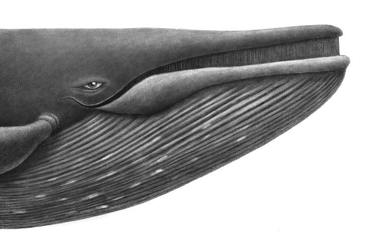 Blue Whale Study