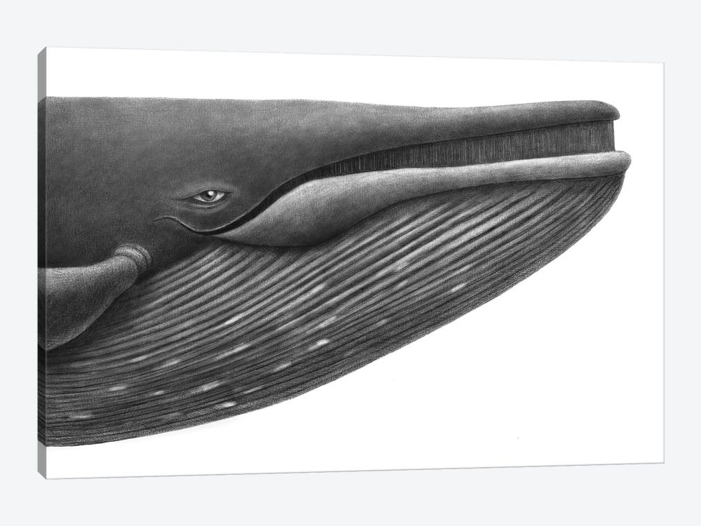 Blue Whale Study by Terry Fan 1-piece Art Print