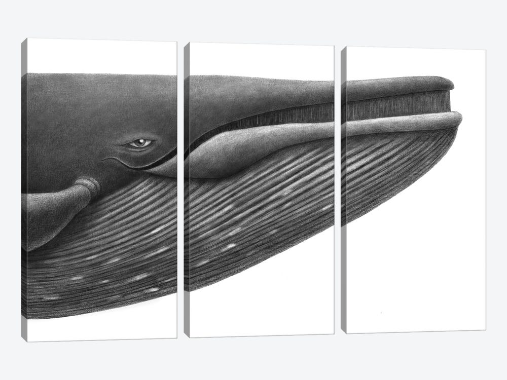 Blue Whale Study by Terry Fan 3-piece Canvas Art Print