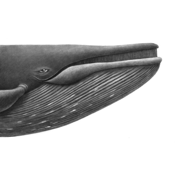 Blue Whale Study Square by Terry Fan wall art