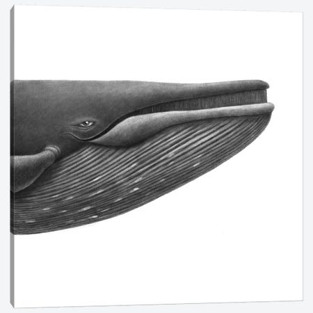Blue Whale Study Square Canvas Print #TFN258} by Terry Fan Canvas Wall Art